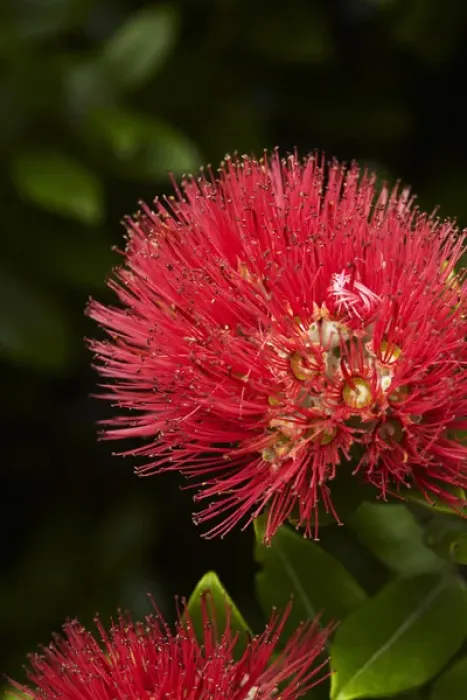 Framed Print : Pohutukawa Flower, Dunedin, South Island, New Zealand