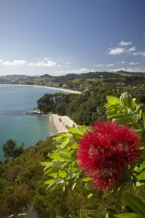 Framed Print : Pohutukawa Flower, Lonely Bay and Cooks Beach, Coromandel Peninsula, North Island Framed Print : Pohutukawa Flower, Lonely Bay and Cooks Beach, Coromandel Peninsula, North Island