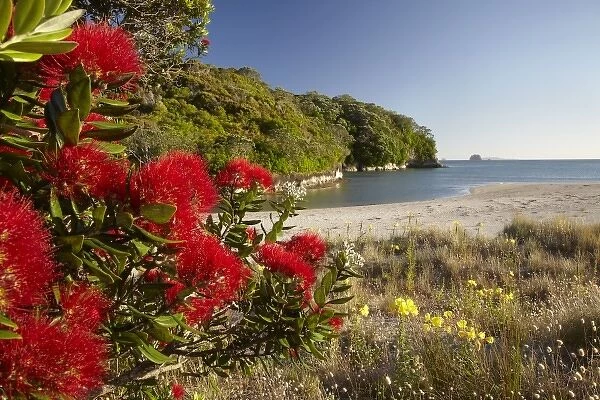Pohutukawa Flowers, Cooks Beach, Coromandel Peninsula, North Island, New Zealand
