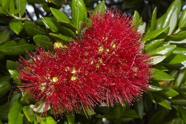 Pohutukawa flowers, Russell, Bay of Islands, Northland, North Island, New Zealand