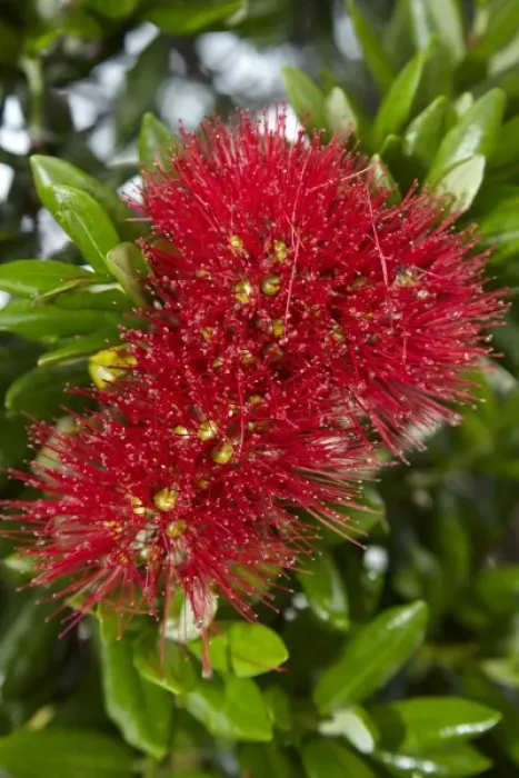 Framed Print : Pohutukawa flowers, Russell, Bay of Islands, Northland, North Island, New Zealand