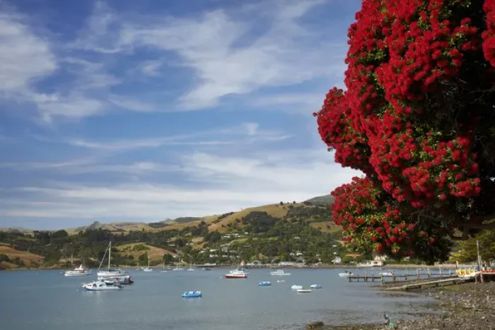 Framed Print : Pohutukawa tree and Akaroa Harbour, Akaroa, Banks Peninsula, Canterbury, South Island