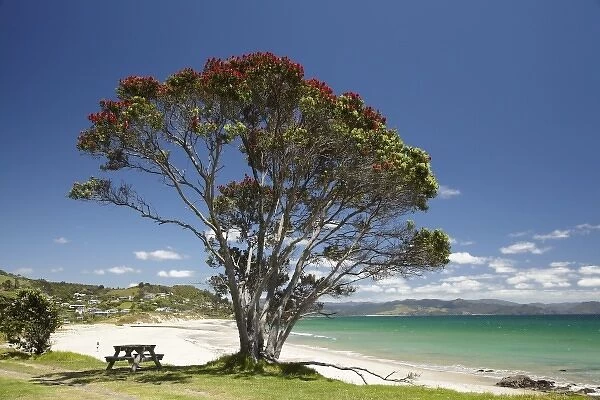 Pohutukawa tree and beach, Kuaotunu, Coromandel Peninsula, North Island, New Zealand