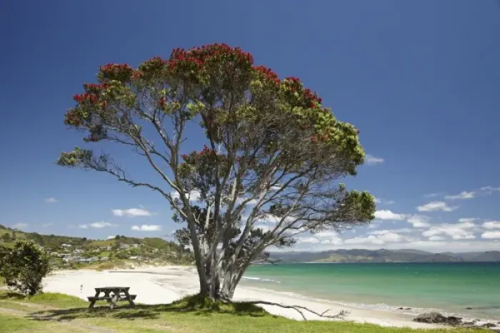 Framed Print : Pohutukawa tree and beach, Kuaotunu, Coromandel Peninsula, North Island, New Zealand Framed Print : Pohutukawa tree and beach, Kuaotunu, Coromandel Peninsula, North Island, New Zealand