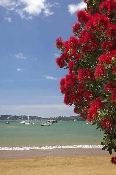 Pohutukawa tree and beach, Paihia, Bay of Islands, Northland, North Island, New Zealand
