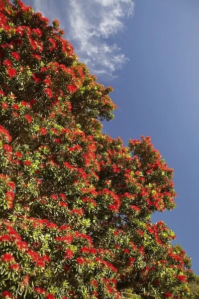 Pohutukawa Tree in Bloom, Thames Coast, Coromandel Peninsula, North Island, New Zealand