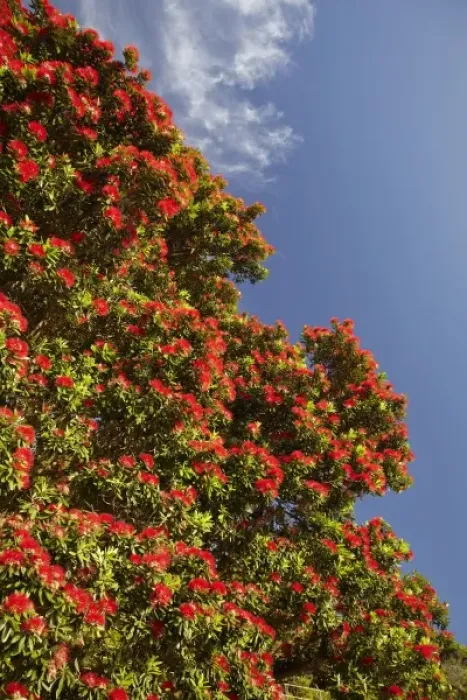 Framed Print : Pohutukawa Tree in Bloom, Thames Coast, Coromandel Peninsula, North Island, New Zealand