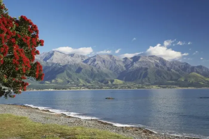 Framed Print : Pohutukawa Tree, Kaikoura and Seaward Kaikoura Ranges, Marlborough, South Island