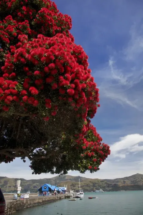 Framed Print : Pohutukawa tree and main wharf, Akaroa, Banks Peninsula, Canterbury, South Island