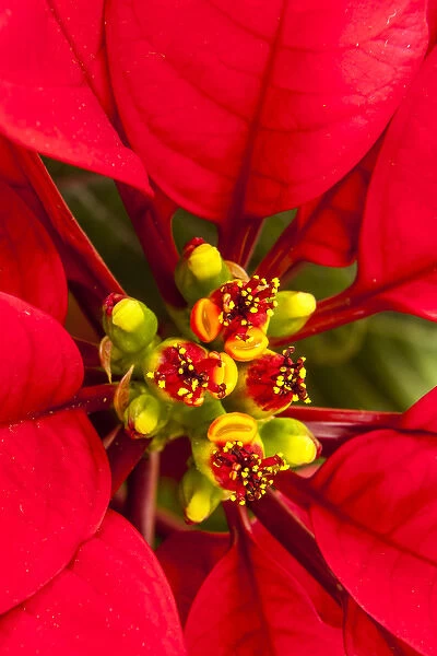 Poinsetia in all its Christmas Glory
