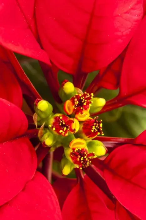 Framed Print : Poinsetia in all its Christmas Glory