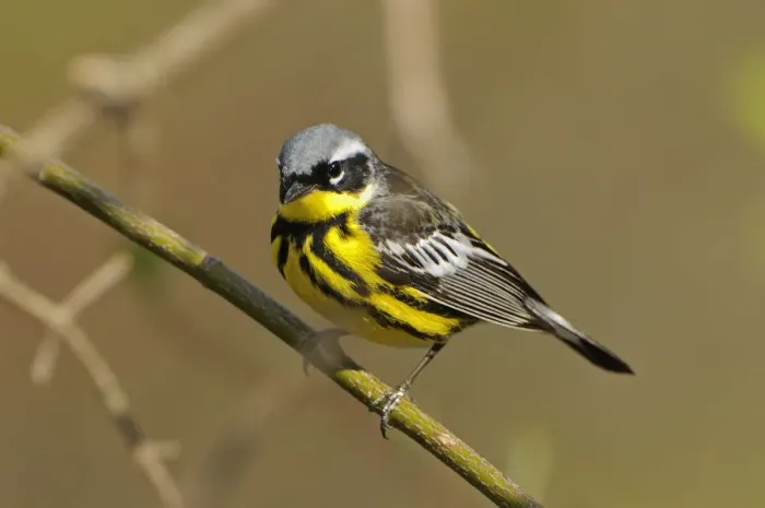 Framed Print : Point Pelee National Park. Magnolia warbler close-up Framed Print : Point Pelee National Park. Magnolia warbler close-up