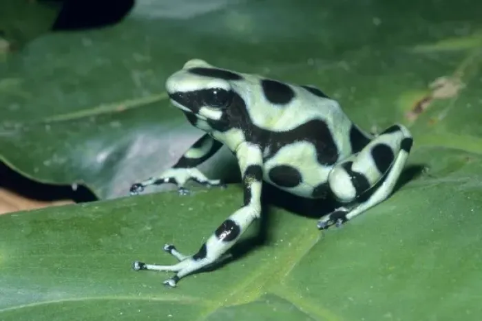 Framed Print : Poison Dart Frog, (Dendrobates auratus) Cahuita National Park, Costa Rica