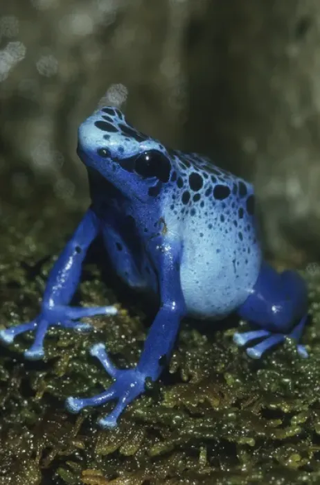 Framed Print : Poison Dart Frog, (Dendrobates azureus), Surinam, South America Framed Print : Poison Dart Frog, (Dendrobates azureus), Surinam, South America