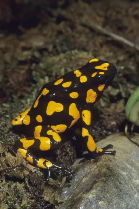 Framed Print : Poison Dart Frog, (Dendrobates histrionicus), South America