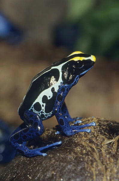 Poison Dart Frog (Dendrobates tinctorius), South America CAPTIVE