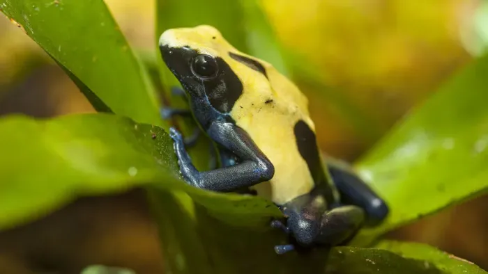 Framed Print : Poison dart frogs are highly poisonous Framed Print : Poison dart frogs are highly poisonous