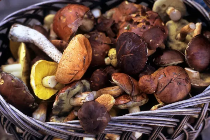 Framed Print : Poland. Basket of Boletus sp. and other edible fungi