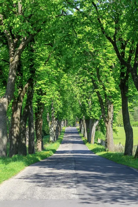 Framed Print : Poland, near Zlocieniec (Falkenburg in German). Tree-lined country road in Pomerania Framed Print : Poland, near Zlocieniec (Falkenburg in German). Tree-lined country road in Pomerania