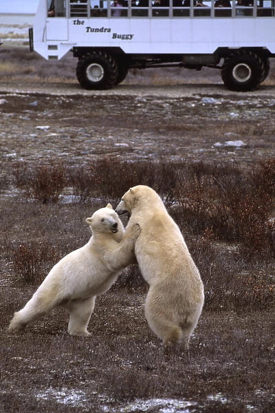 Polar Bear close encounter as bears play fight next to Tundra Buggies with tourists