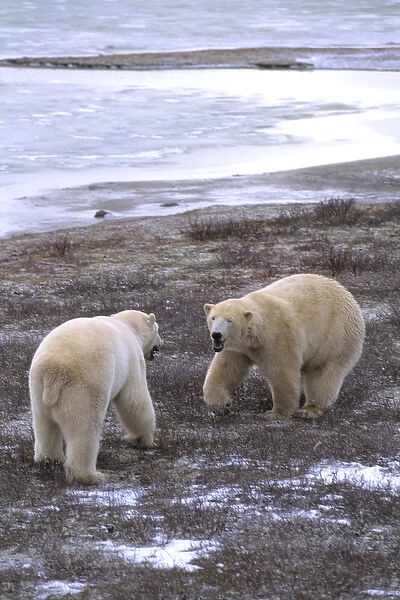 Polar Bear close encounter as bears play fight next to Tundra Buggies with tourists