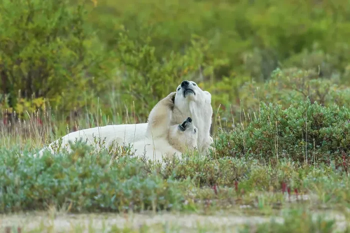Framed Print : Polar bear cub plays with mom during nap time in Northern Manitoba