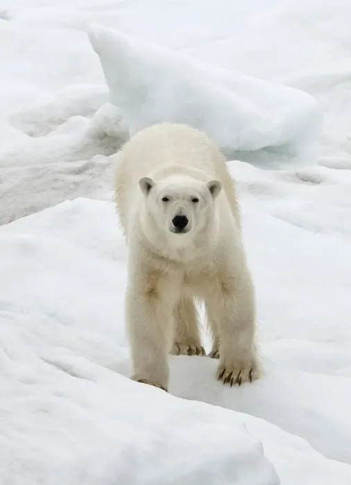Framed Print : Polar Bear on ice, Bering Sea, Russia Far East Framed Print : Polar Bear on ice, Bering Sea, Russia Far East