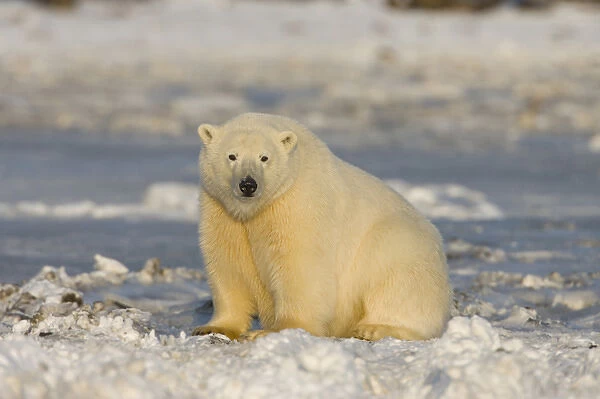 A polar bear sits on the frozen surface of the Beaufort Sea while hunting for prey