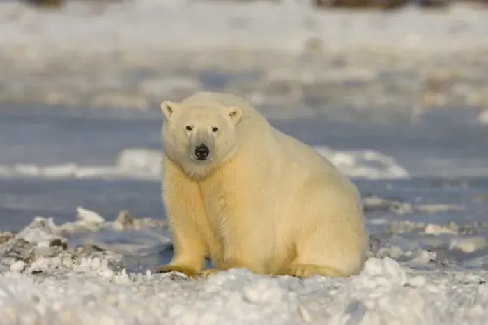 Framed Print : A polar bear sits on the frozen surface of the Beaufort Sea while hunting for prey