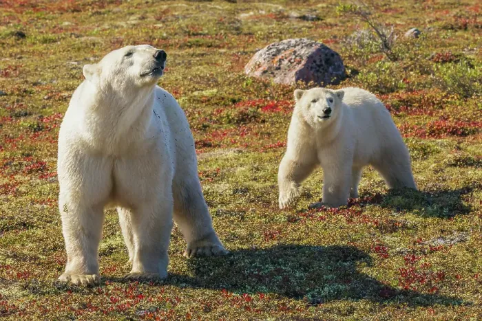 Framed Print : Polar bear sow catching a scent in the air