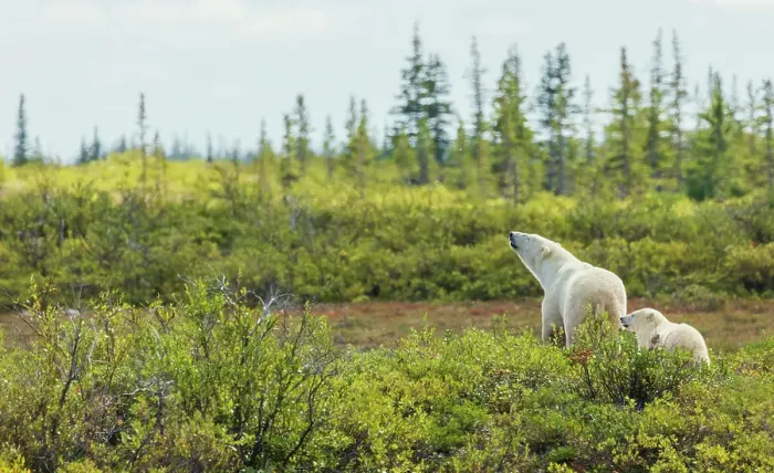 Framed Print : Polar bear sow and her cub exploring the sub-arctic tundra of Hudson Bay for a possible meal, Northern Manitoba