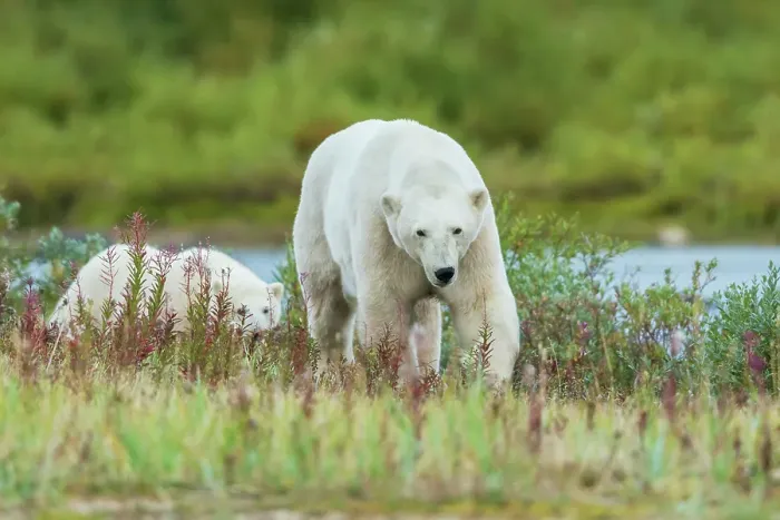Framed Print : Polar bear sow and her cub exploring the sub-arctic tundra of Hudson Bay for a possible meal, Northern Manitoba
