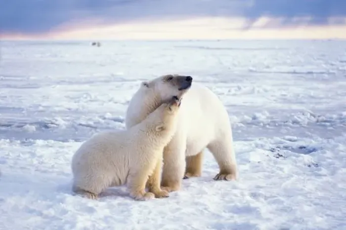 Framed Print : Polar bear sow with cub, pack ice of the frozen coastal plain, 1002 area, Arctic Framed Print : Polar bear sow with cub, pack ice of the frozen coastal plain, 1002 area, Arctic