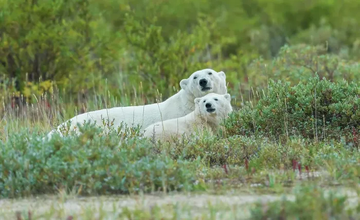 Framed Print : Polar bear sow with her cub rests in the willows near the shoreline of Hudson Bay