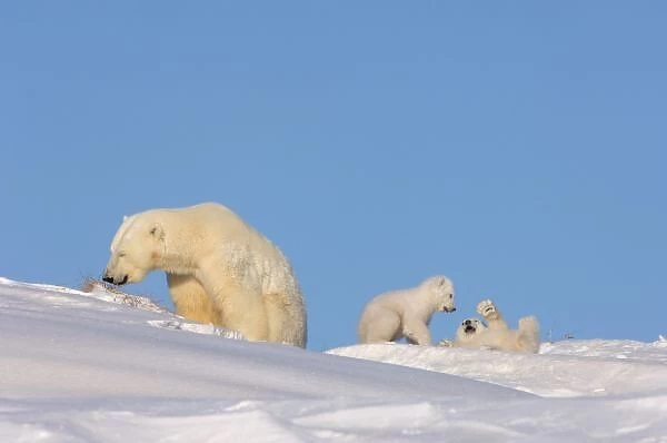 Polar bear sow feeding on grass to get her digestive system going as her newborn spring cubs play