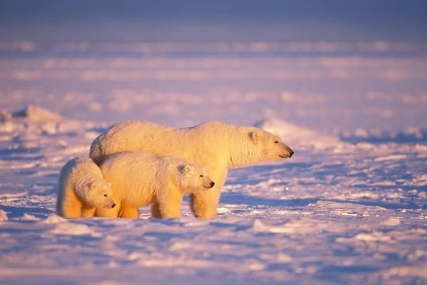 Polar bear sow with spring cubs on the frozen Arctic ocean, 1002 coastal plain of