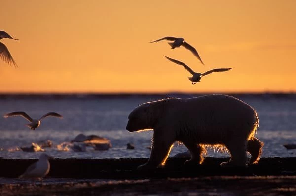 Polar bear at sunrise