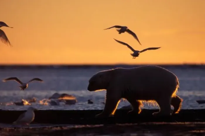 Framed Print : Polar bear at sunrise Framed Print : Polar bear at sunrise