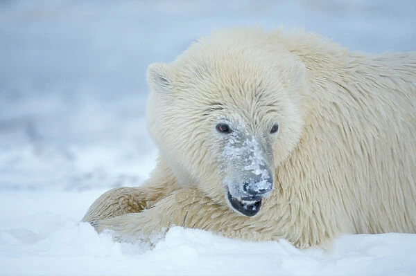 polar bear, Ursus maritimus, 1002 area of the Arctic National Wildlife Refuge, Alaska