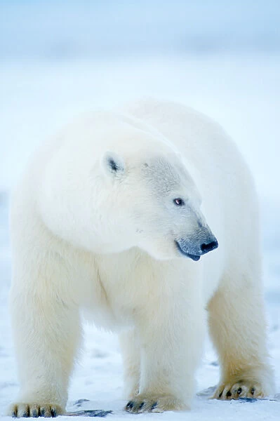 polar bear, Ursus maritimus, in the 1002 area of the Arctic National Wildlife Refuge