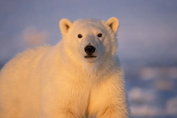 polar bear, Ursus maritimus, in the 1002 coastal plain of the Arctic National Wildlife Refuge