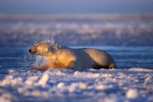 polar bear, Ursus maritimus, climbing onto the pack ice, 1002 coastal plain of the