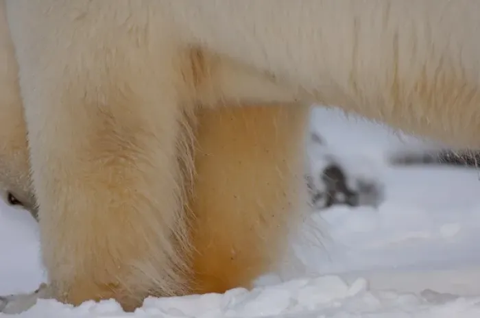 Framed Print : polar bear, Ursus maritimus, close up of legs, 1002 coastal plain of the Arctic National