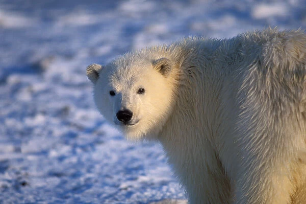 polar bear, Ursus maritimus, cub on the pack ice of the frozen coastal plain, 1002
