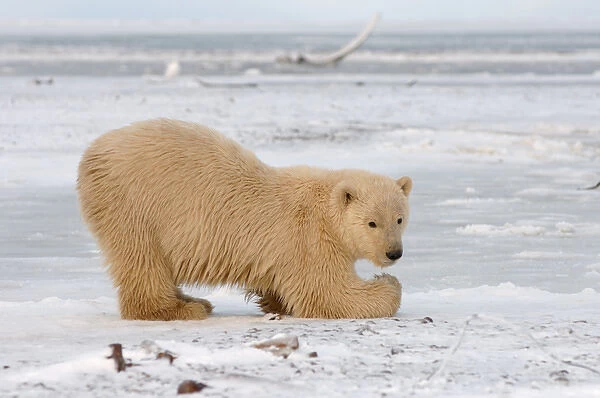 polar bear, Ursus maritimus, cub playing on the pack ice, 1002 coastal plain of the
