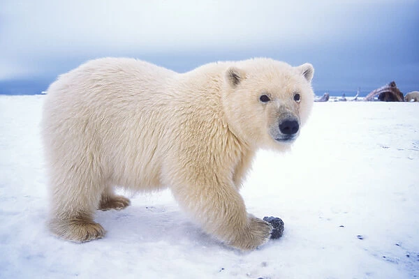 polar bear, Ursus maritimus, cub playing on the pack ice of the frozen coastal plain