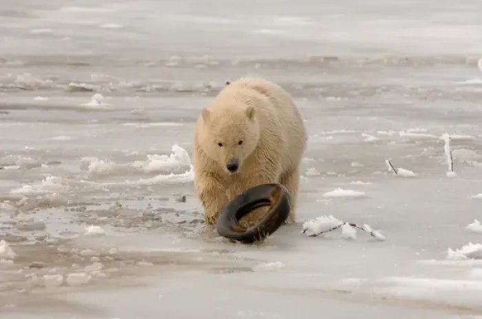 Framed Print : polar bear, Ursus maritimus, cub playing with a tire on the pack ice, 1002 coastal Framed Print : polar bear, Ursus maritimus, cub playing with a tire on the pack ice, 1002 coastal