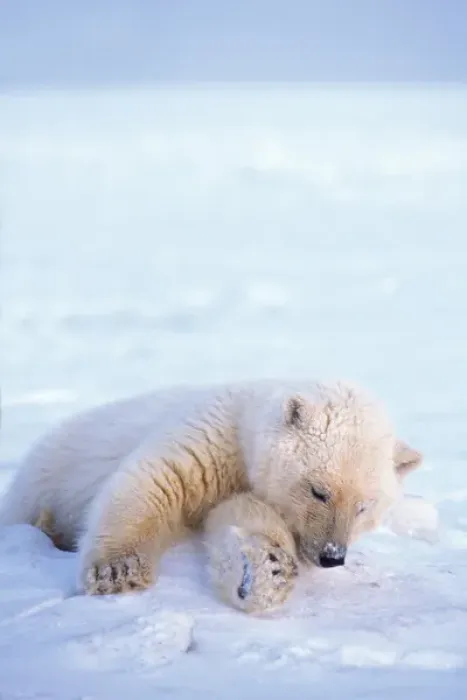 Framed Print : polar bear, Ursus maritimus, cub resting on the pack ice, 1002 area of the Arctic