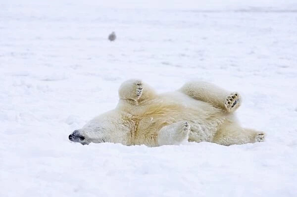 polar bear, Ursus maritimus, cub rolling around on the pack ice, 1002 coastal plain