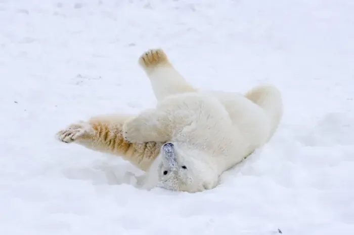Framed Print : polar bear, Ursus maritimus, cub rolling around on the pack ice, 1002 coastal plain Framed Print : polar bear, Ursus maritimus, cub rolling around on the pack ice, 1002 coastal plain